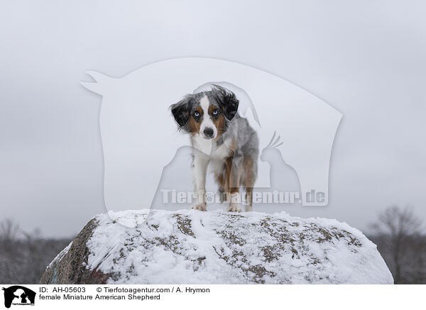 Miniature American Shepherd Hndin / female Miniature American Shepherd / AH-05603