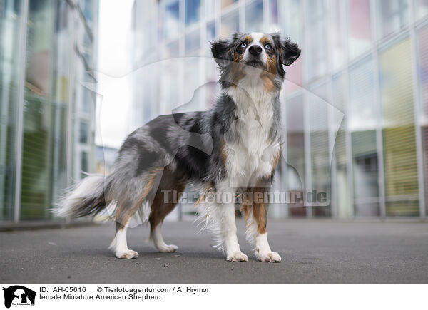 Miniature American Shepherd Hndin / female Miniature American Shepherd / AH-05616