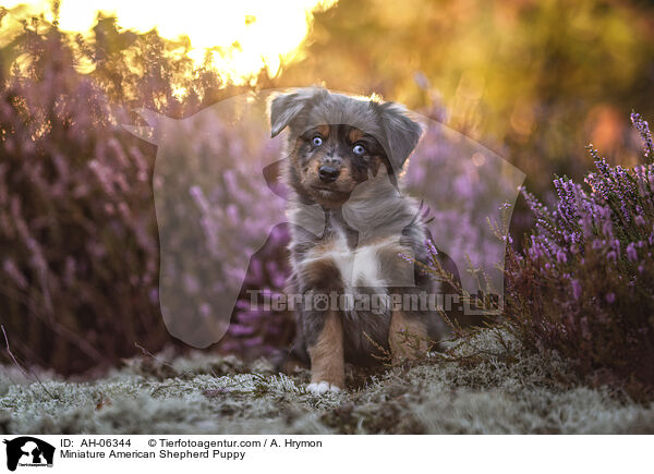 Miniature American Shepherd Welpe / Miniature American Shepherd Puppy / AH-06344