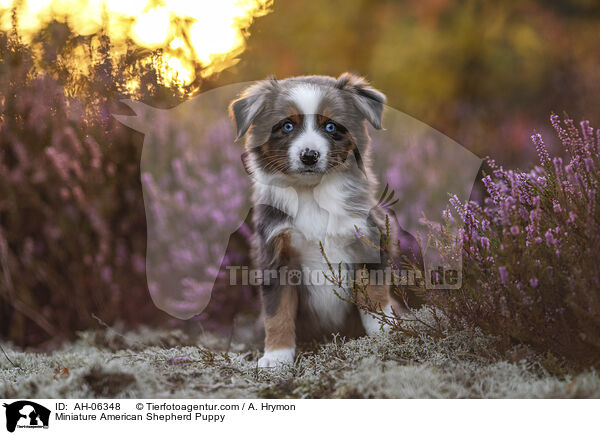 Miniature American Shepherd Welpe / Miniature American Shepherd Puppy / AH-06348