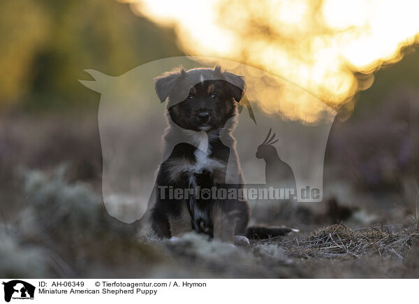 Miniature American Shepherd Welpe / Miniature American Shepherd Puppy / AH-06349