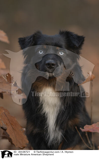 Miniature American Shepherd Rde / male Miniature American Shepherd / AH-06721