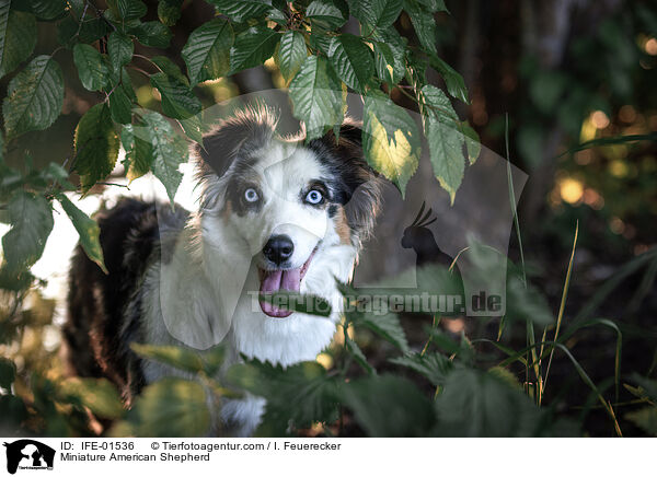 Miniature American Shepherd / Miniature American Shepherd / IFE-01536