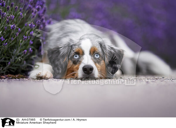 Miniature American Shepherd / AH-07985