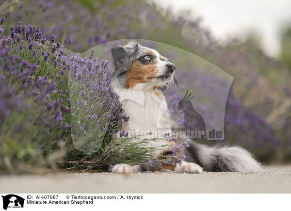 Miniature American Shepherd / AH-07987