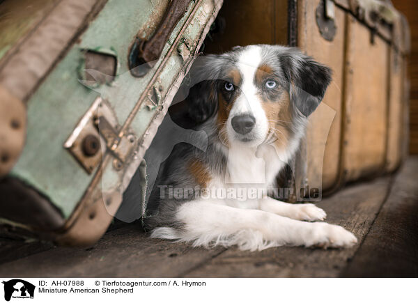 Miniature American Shepherd / Miniature American Shepherd / AH-07988