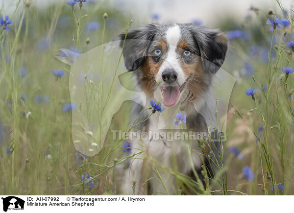 Miniature American Shepherd / Miniature American Shepherd / AH-07992