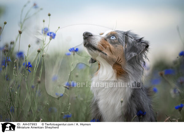 Miniature American Shepherd / Miniature American Shepherd / AH-07993