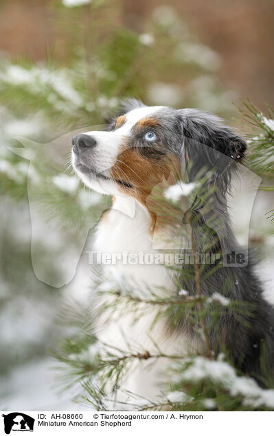 Miniature American Shepherd / Miniature American Shepherd / AH-08660