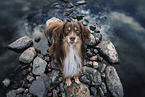 Miniature American Shepherd