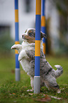 standing Miniature American Shepherd Puppy