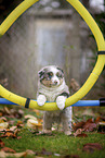 standing Miniature American Shepherd Puppy