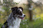 Miniature American Shepherd Portrait