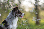 Miniature American Shepherd Portrait