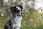 Miniature American Shepherd Portrait