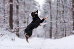 Miniature American Shepherd in the snow