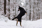 Miniature American Shepherd in the snow