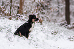 Miniature American Shepherd in the snow