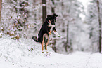 Miniature American Shepherd in the snow