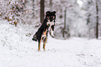 Miniature American Shepherd in the snow