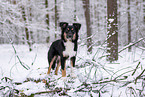 Miniature American Shepherd in the snow