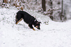 Miniature American Shepherd in the snow