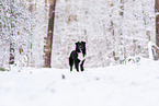 Miniature American Shepherd in the snow