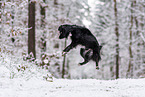 Miniature American Shepherd in the snow