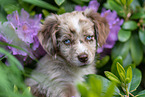 Miniature American Shepherd puppy portrait