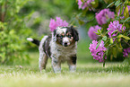 Miniature American Shepherd puppy stands on meadow