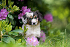 sitting Miniature American Shepherd puppy