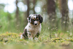 sitting Miniature American Shepherd puppy