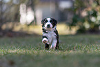 running Miniature American Shepherd puppy