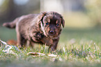 Miniature American Shepherd Puppy