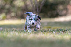 running Miniature American Shepherd puppy