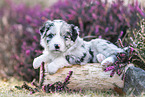 Miniature American Shepherd puppy lies on tree trunk