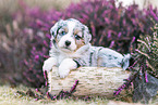 Miniature American Shepherd puppy lies on tree trunk