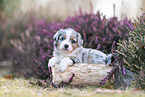 Miniature American Shepherd puppy lies on tree trunk