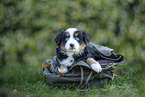 7 weeks old Miniature American Shepherd