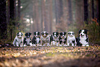 Miniature American Shepherds