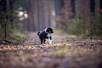 8 weeks old Miniature American Shepherd