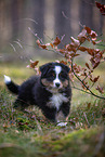 8 weeks old Miniature American Shepherd