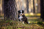 8 weeks old Miniature American Shepherd