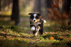 8 weeks old Miniature American Shepherd