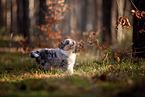 8 weeks old Miniature American Shepherd