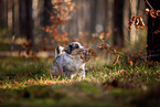 8 weeks old Miniature American Shepherd