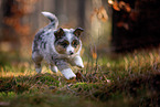 8 weeks old Miniature American Shepherd