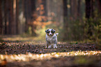 8 weeks old Miniature American Shepherd