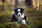 8 weeks old Miniature American Shepherd