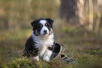 8 weeks old Miniature American Shepherd